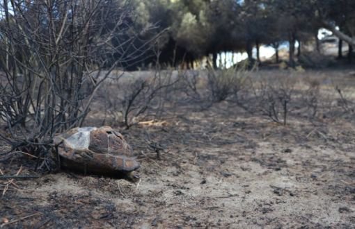 Marmara Adası’ndaki Yangınla Suçlanan Baba-Oğul Adliyede