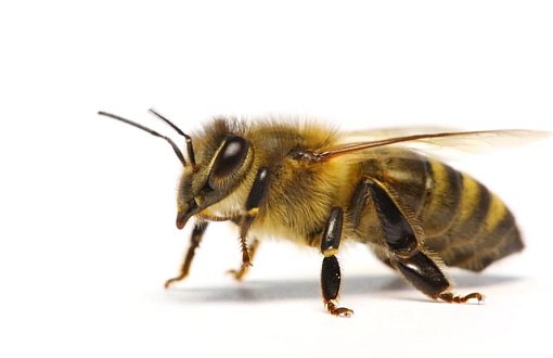 Li Brezilyayê 500 milyon mêşhingiv mirine