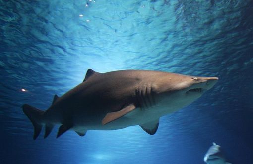 Köpekbalığı ve Vatoz Türleri Uluslararası Koruma Kapsamına Alınıyor