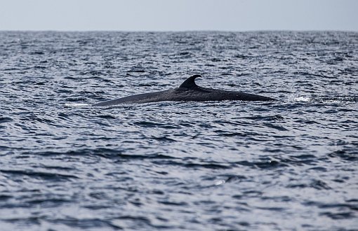 Greenpeace: Kambur Balinaların Üreme Alanları Petrol Tehdidi Altında