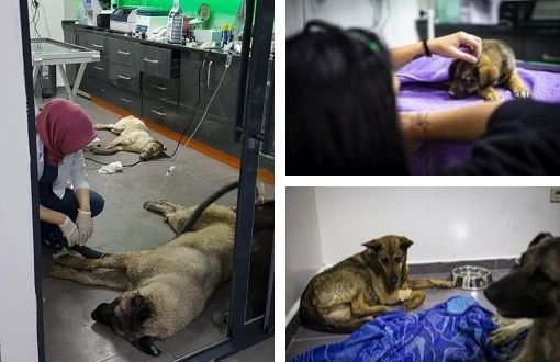 Ankara Batıkent'te Öldürülen Köpeklerin Davası Başladı: 5 Yıl Hapis İstemi