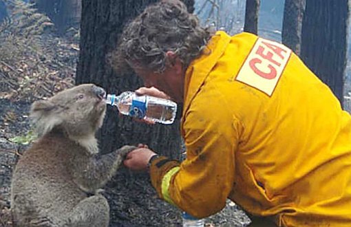 Avustralya'daki Yangınlarda En Az 350 Koala Öldü