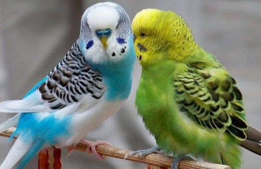 Van Cezaevinden “Kuşların Cinsel Yaşamına Düzenleme”