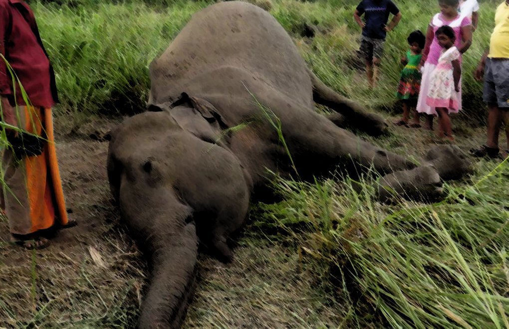 Sri Lanka'da Fil Ölümleri Rekor Sayılara Ulaştı 