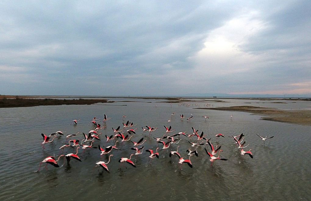 Edirne'nin 'Kışlık Misafirleri' Flamingolar, Baharı Bekliyor