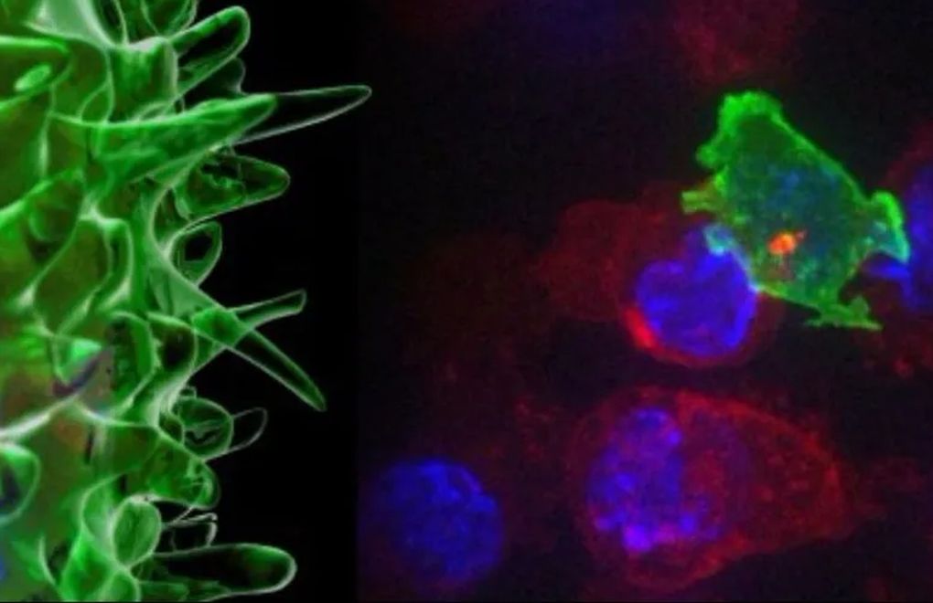 "T Hücresi, Kanserli Hücreyi Tespit Edebiliyor"