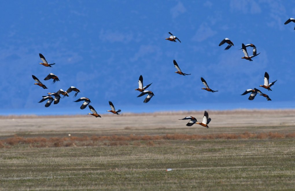 Göller Yöresi'nden Güzel Haber: Su Kuşu Sayısı Arttı