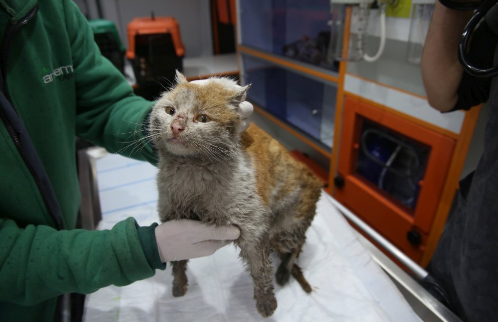 Elazığ Earthquake: Toros the Cat Rescued from Under Debris