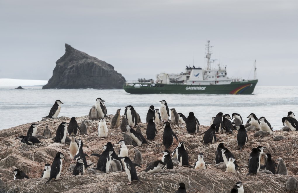 Antarktika’da Penguenler Azalıyor 
