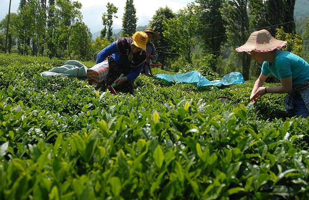 Çay Üreticisi Soruyor: “Fabrika Açılacak mı, Çayımız Alınacak mı?”