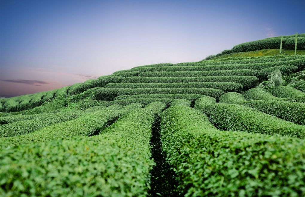 “İl Dışından Gelecek Çay Üreticilerine Giriş Yasaklaması Kabul Edilemez”