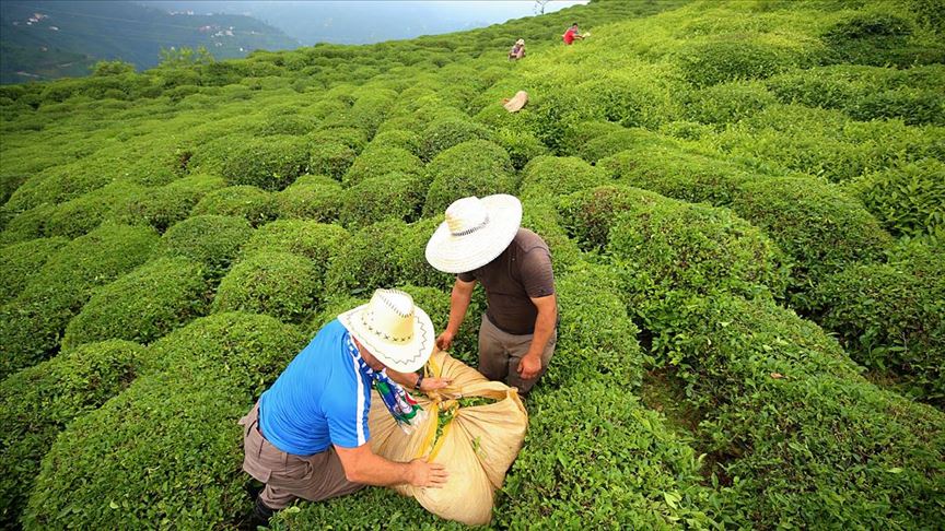 Çay Üreticileri İmza Kampanyası Başlattı: "Çay Tarlada Kalmasın"