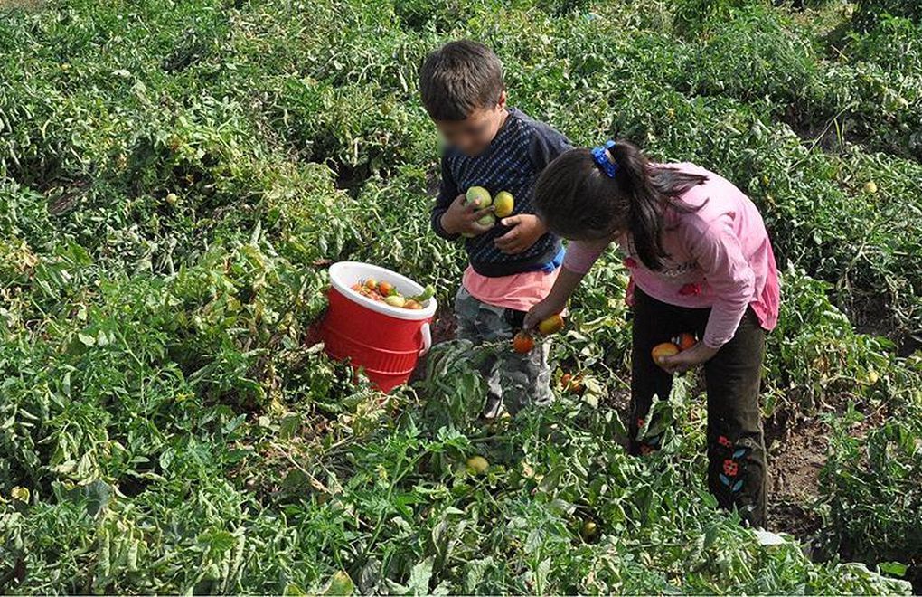 İHD: Child Labor in Agriculture Continuing Despite Pandemic