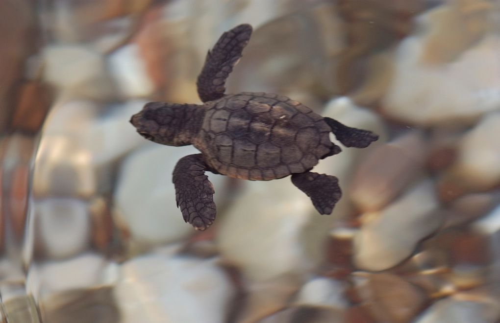 Coal-fired plant project threatens endangered sea turtles on Turkey's Mediterranean shores
