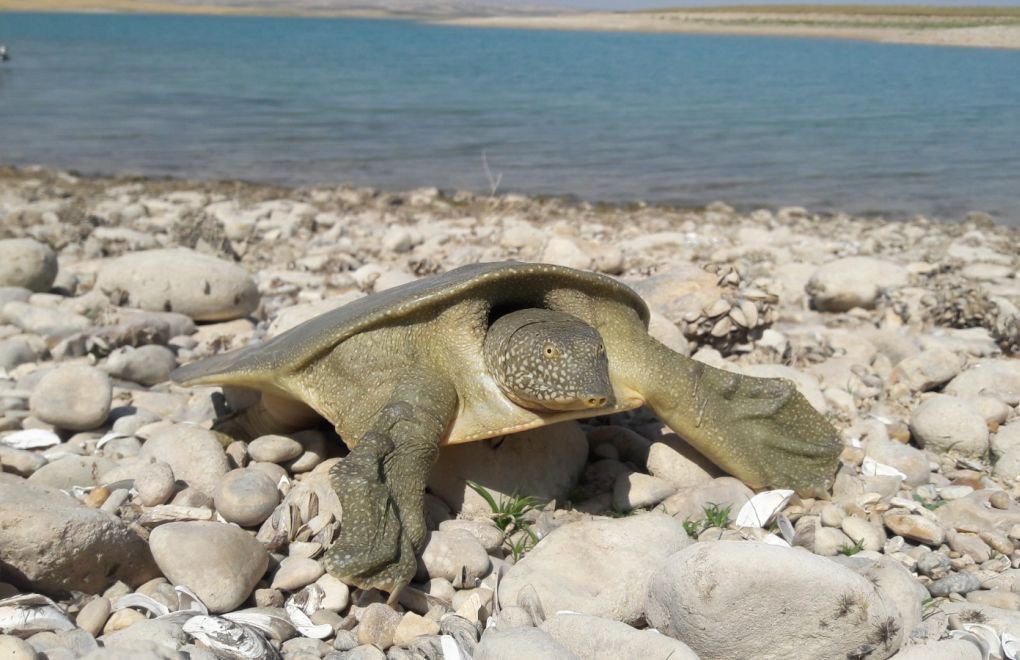 Endangered softshell turtle species found in southeastern Turkey