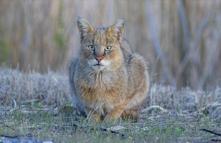 Endangered cat observed by chance in Turkey