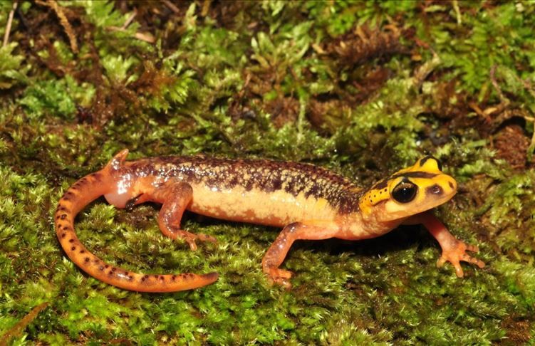 Habitat loss threatens Turkey's unique salamander