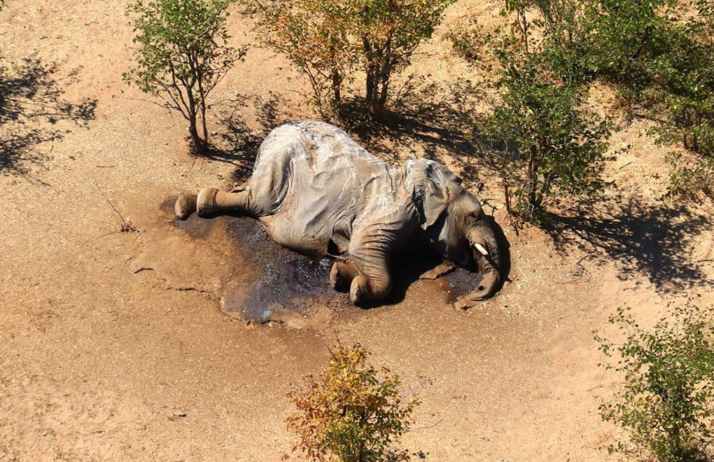 Afrika'da 350 fil "gizemli şekilde" öldü