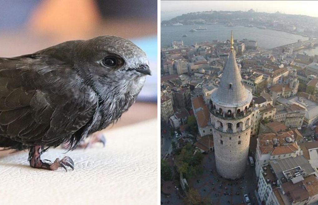 Galata Kulesi restorasyonuna ebabil kuşları için ara verildi