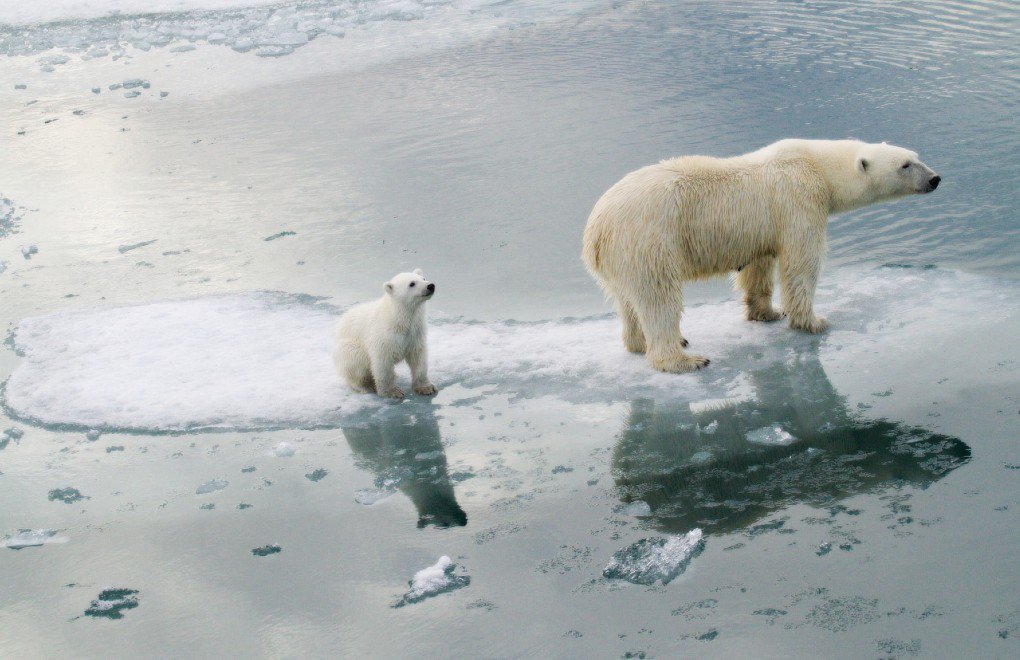 Yeni araştırma: Kutup ayıları 2100'e kadar yok olacak