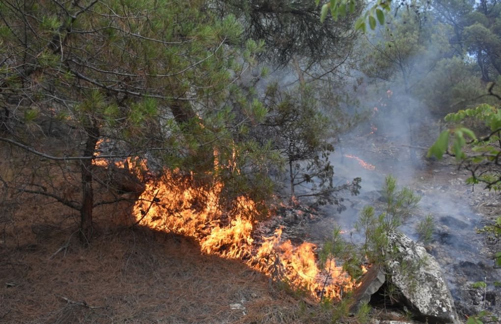 Twenty forest fires erupted in one day
