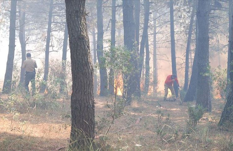 İstanbul forest fire leaves 1.6 hectares razed