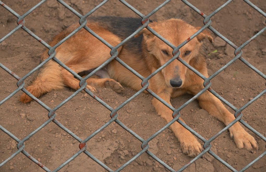 Devrek Barınağı'nda Max isimli köpek istismar edildi