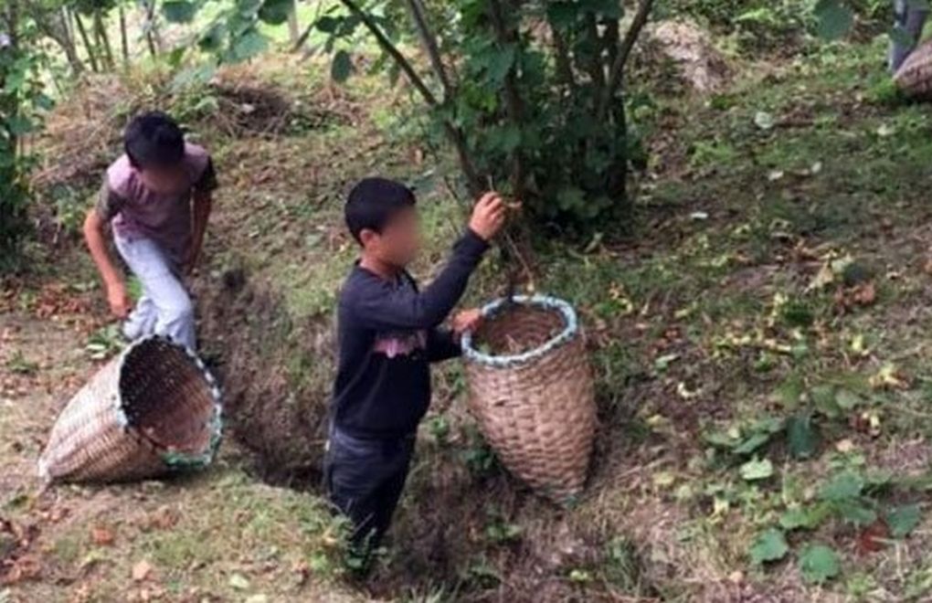 Child worker dies after being hit by a bullet while collecting hazelnuts