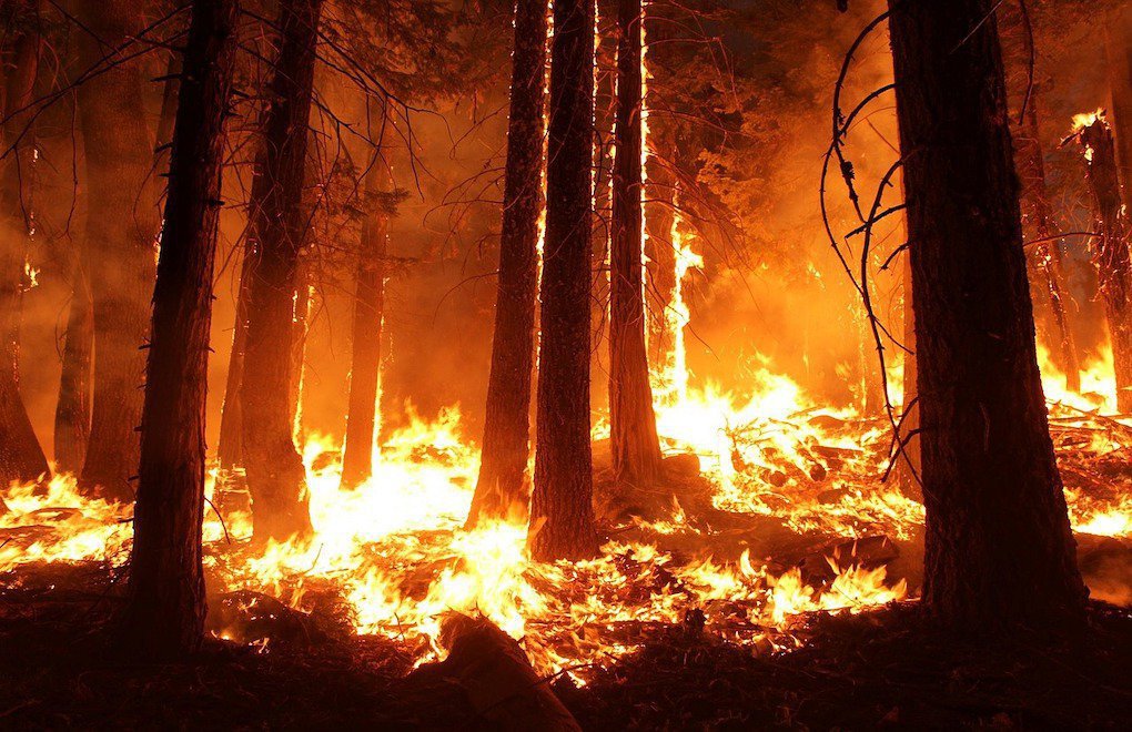 2020 orman yangınlarında “felaket yılı” 2019’dan daha kötü