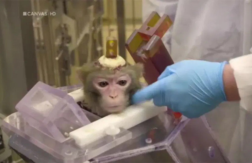 Belçika'daki deneylerde maymunların kafatasını deldiler
