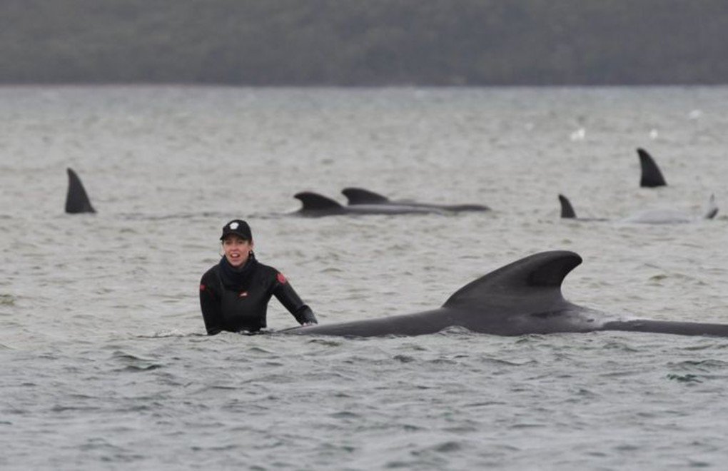 Tazmanya açıklarında 270 balina karaya vurdu