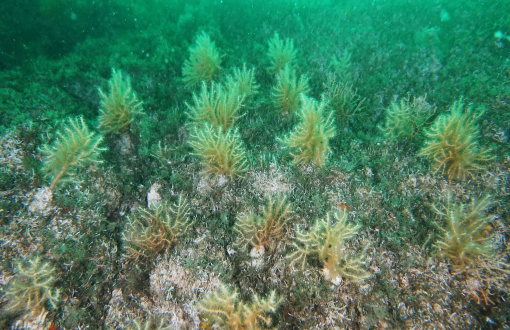 Adalar açıklarında gönüllü mercan kurtarma