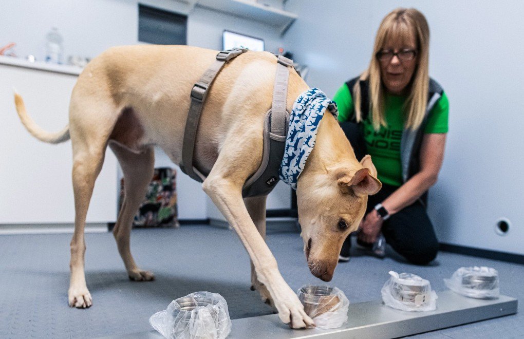 Helsinki havalanında Covid-19 tespiti için köpek kullanılıyor