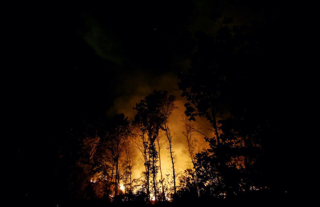 Orman yangınları yaban hayatını da tüketiyor