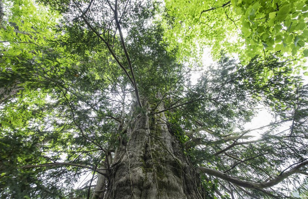 Artvin'deki 1200 yıllık porsuk ağacı koruma altına alındı
