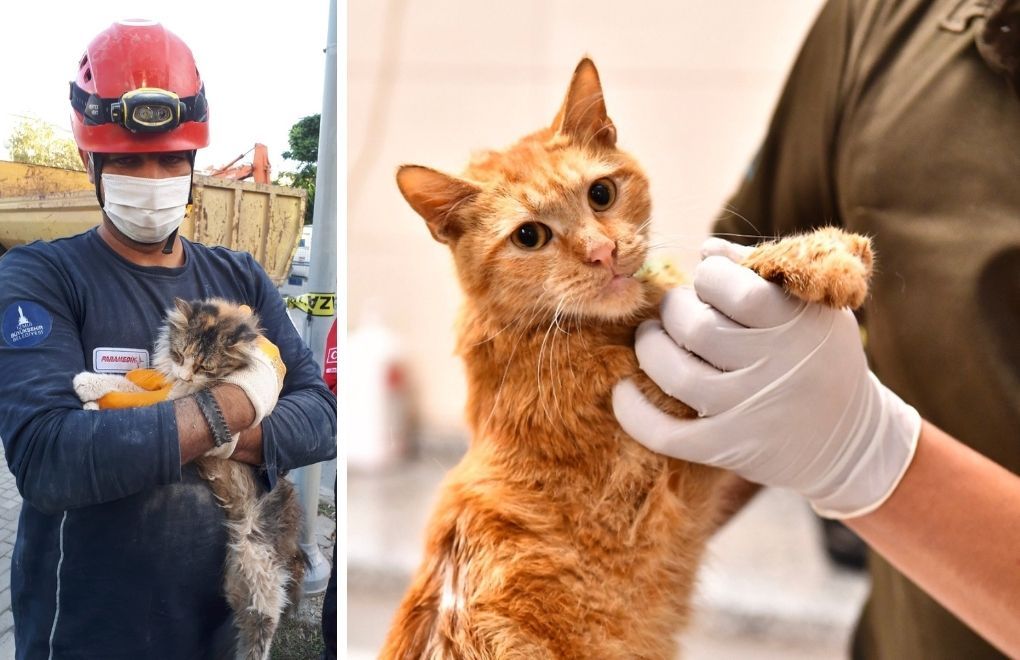 Fourteen cats in treatment after being rescued from rubble in İzmir earthquake