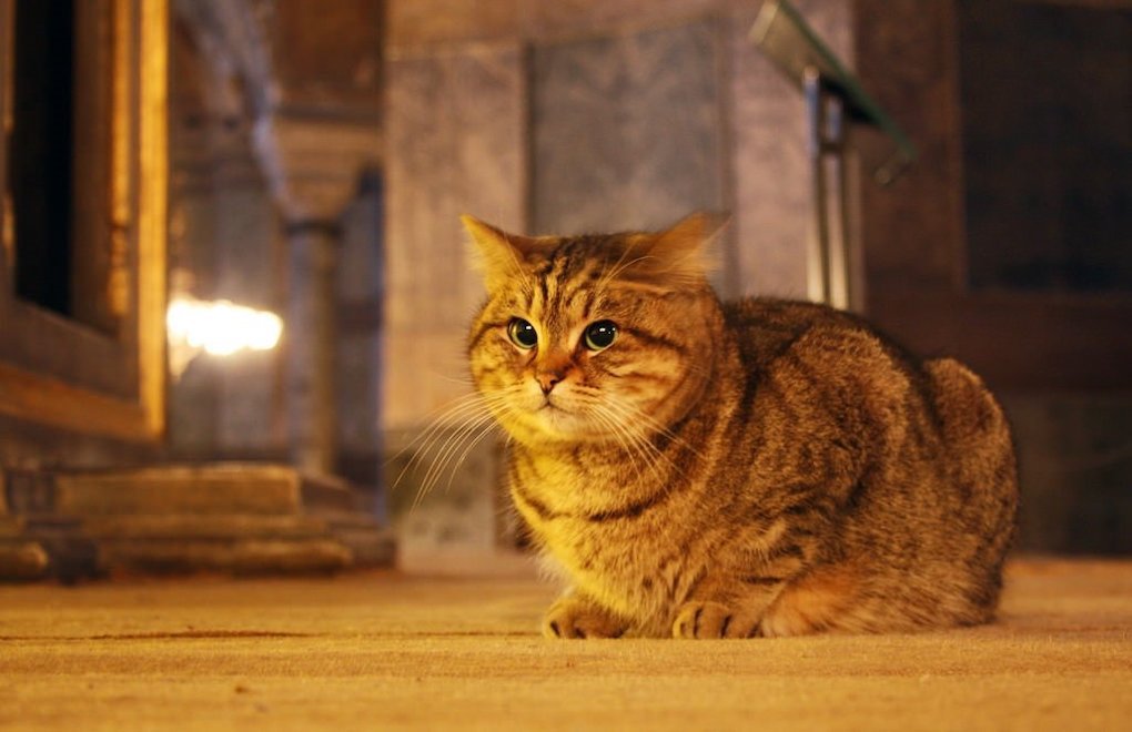 Hagia Sophia’s cat Gli has passed away