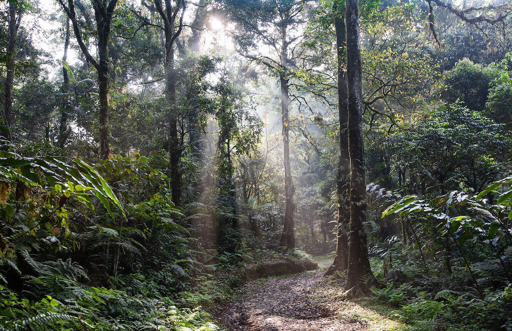 Amazonlar'da son 12 yılın en yüksek orman kaybı