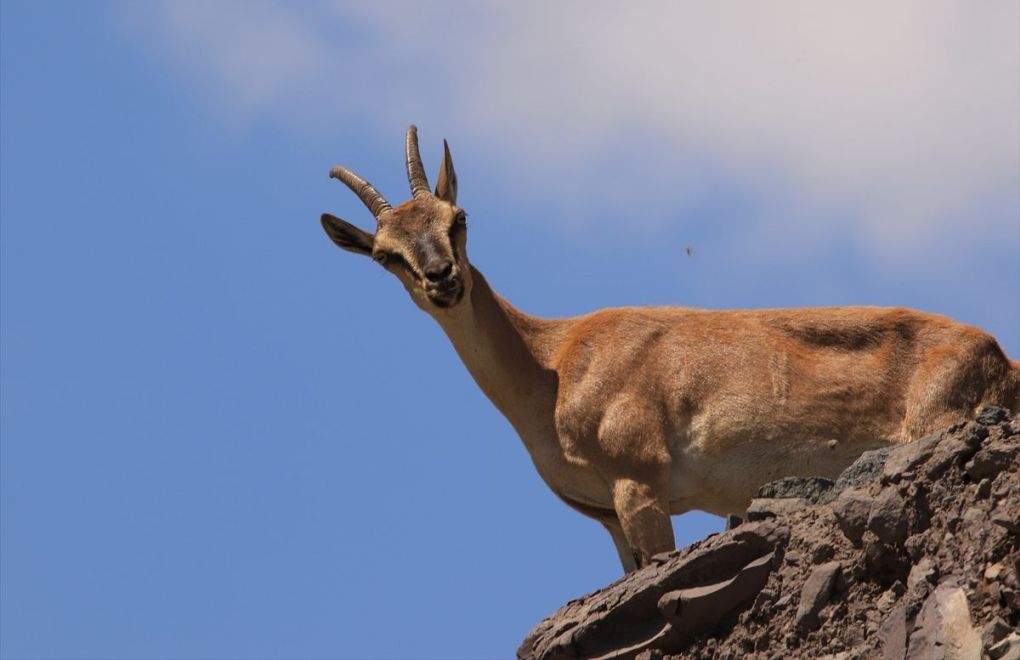 Permission for hunting mountain goats revoked amid public reaction