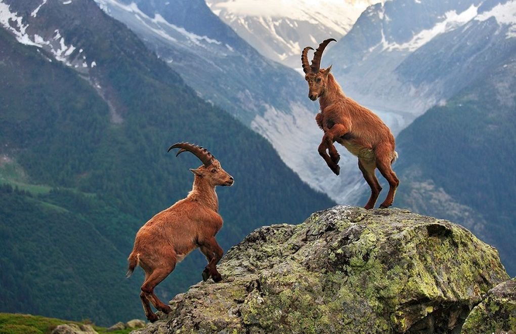 Court cancels tender for hunting of vulnerable goat species, cites Berne Convention