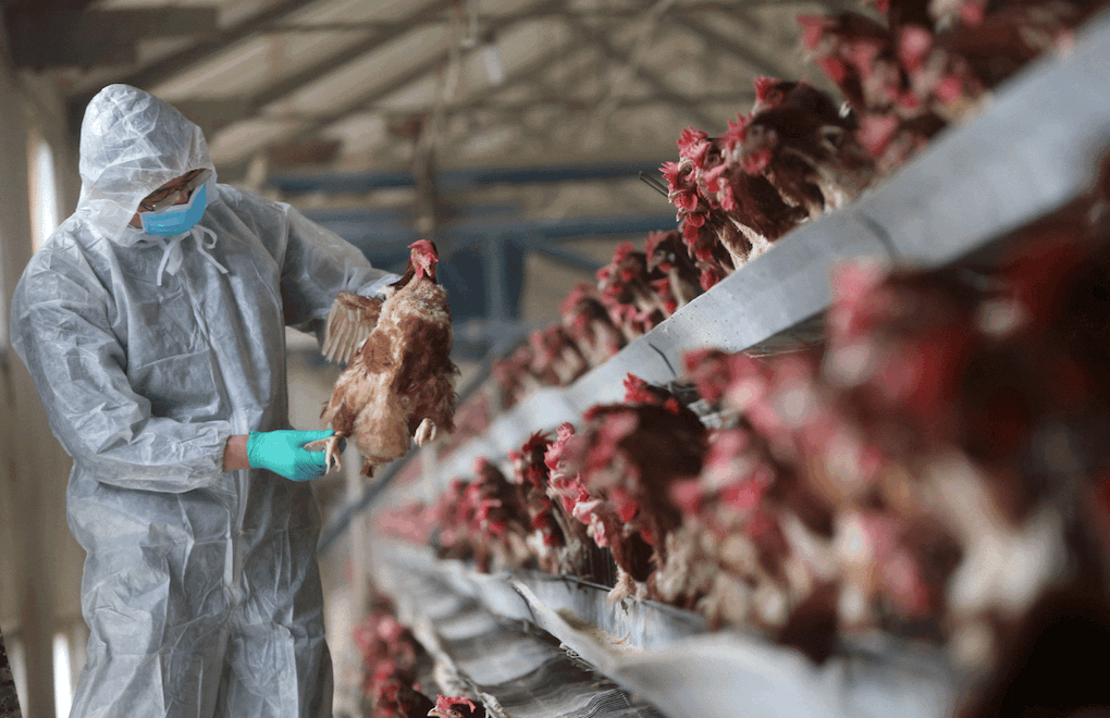 Kuş gribi salgını: Japonya’da 5.8 milyon tavuk öldürüldü