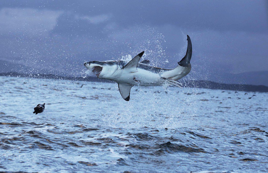 İklim krizi büyük beyaz köpekbalıklarını yeni sulara itiyor