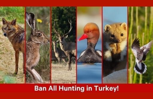 234 civil society organizations: Ban all hunting in Turkey