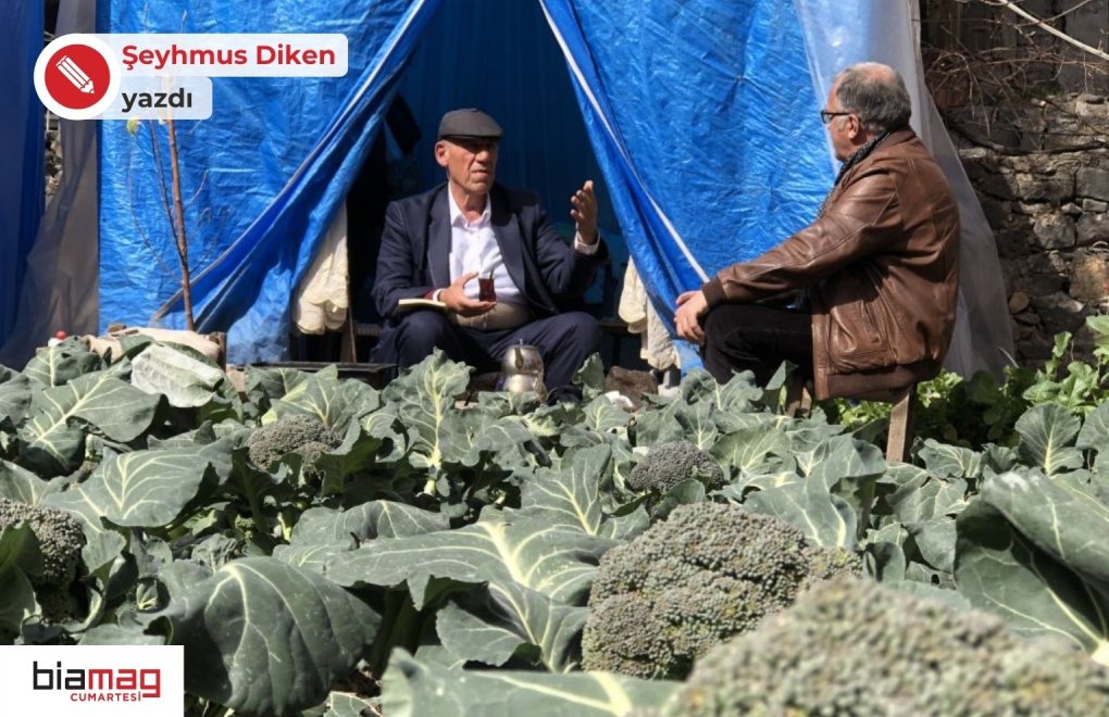 Diyarbakır Suriçi'nde Karpuzcu Sedat’ın brokoli bahçesi
