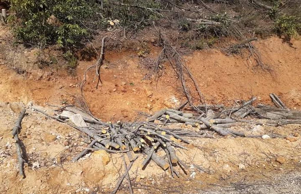 Fatsa'da maden şirketi ağaç kesiyor 