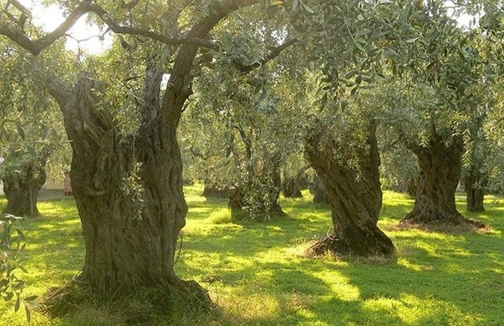 Century-old olive trees to be destroyed for hotel facility