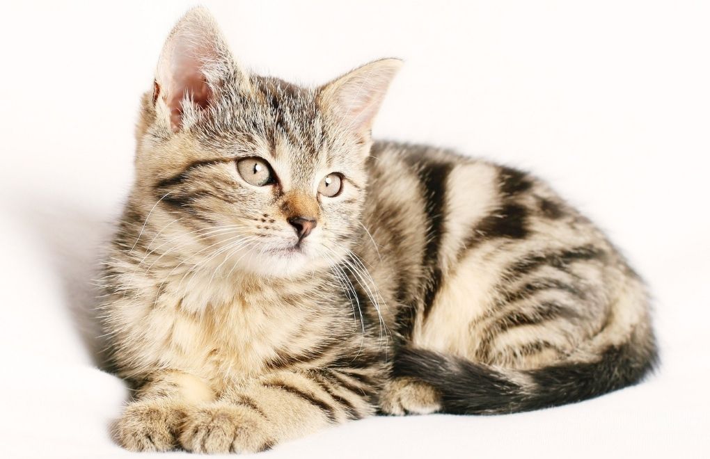 Covid-19 nedeniyle ilk kez bir kedi hayatını kaybetti