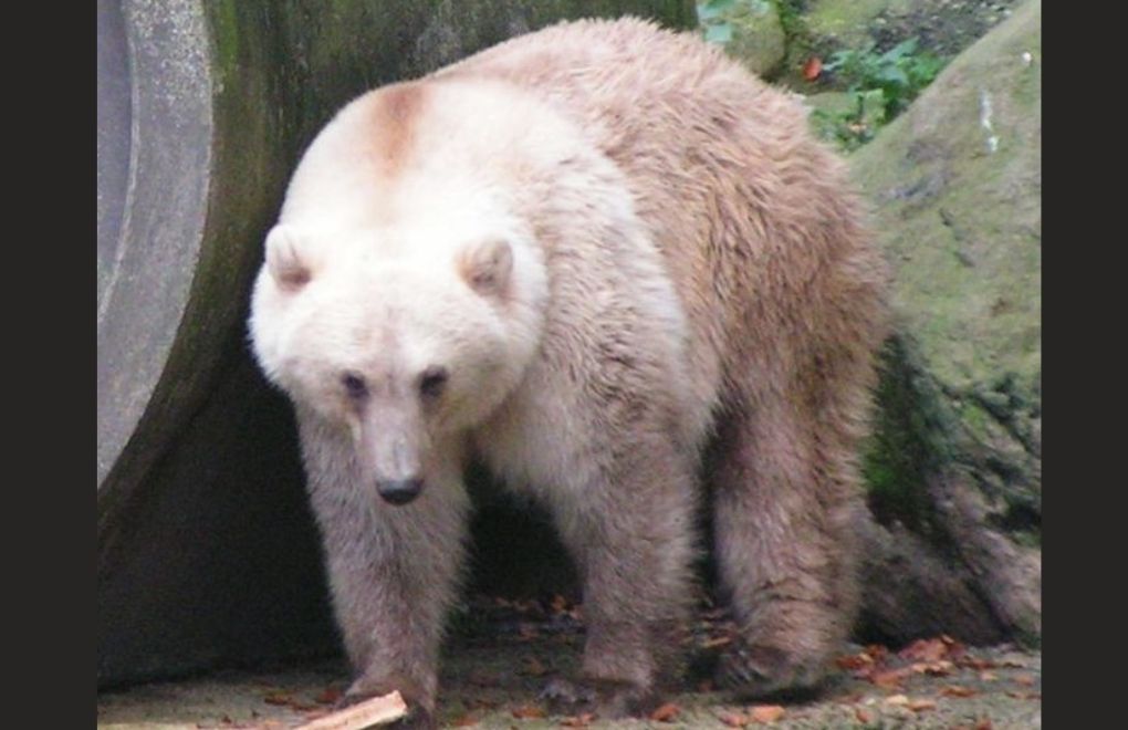 Boz ayılar ile kutup ayılarından melez türler doğdu