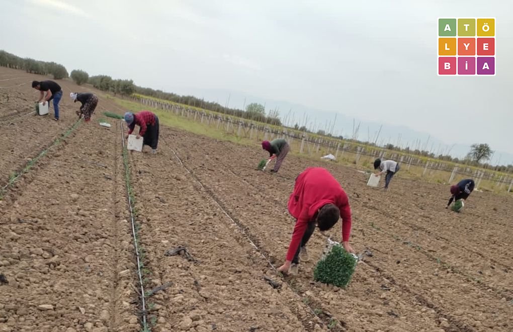 Mevsimlik işçiler: "Hijyenden yoksun, eğitimden kopuk"