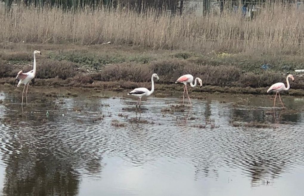 Wetland area in Balıkesir 'reduced by 100 hectares,' to be opened for zoning